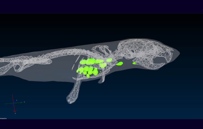 @Ronan Le Goffic (visualisation 3D des zones de réplication du virus chez une souris NF-κB, système IVIS)